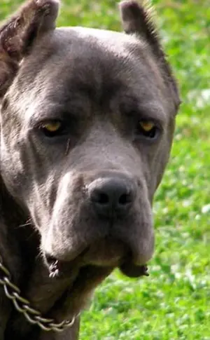 Cane Corso