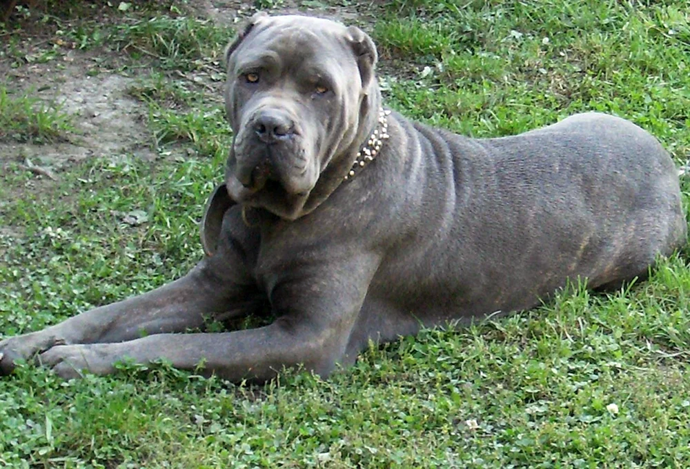 Cane Corso