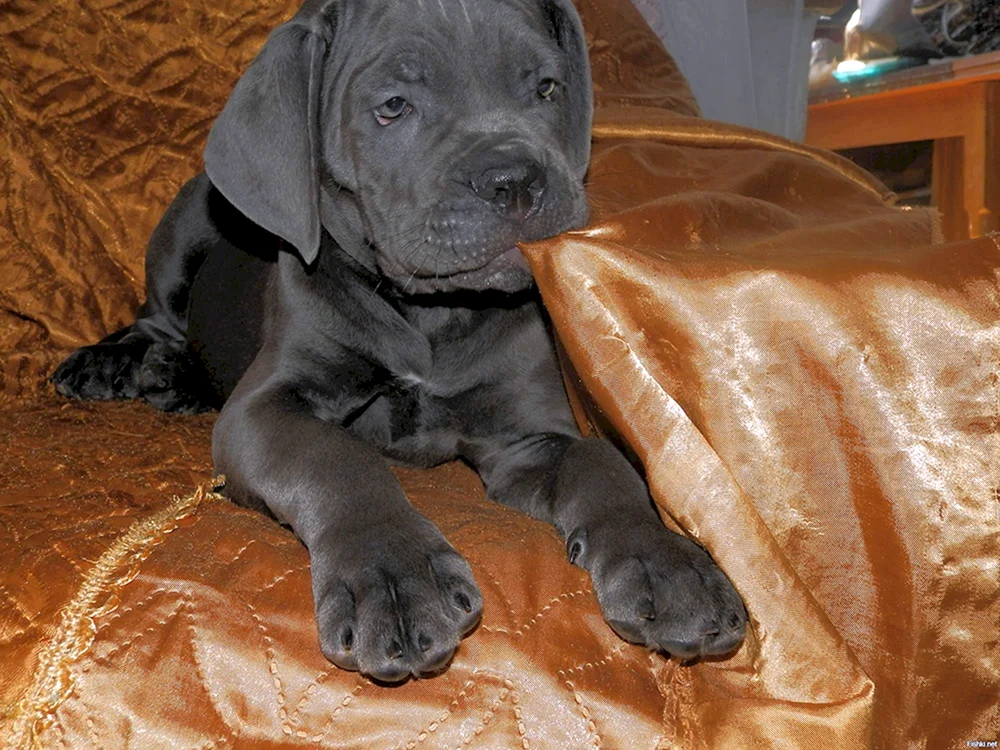 Cane Corso