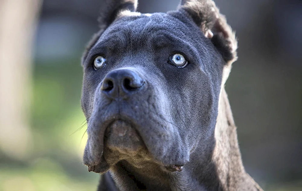 Cane Corso