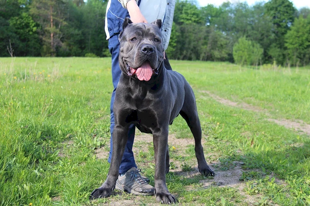 Cane Corso