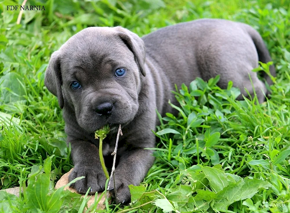 Cane. Corso