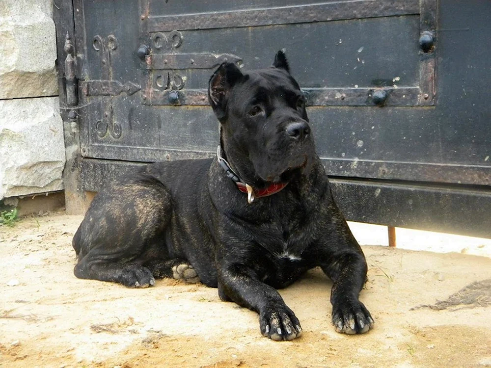 Kane Corso und Dobermann
