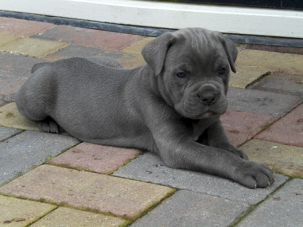 Cane Corso