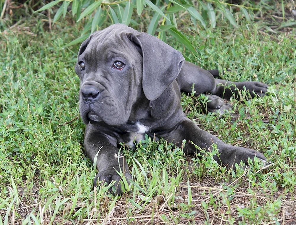 Cane Corso Welpen blau