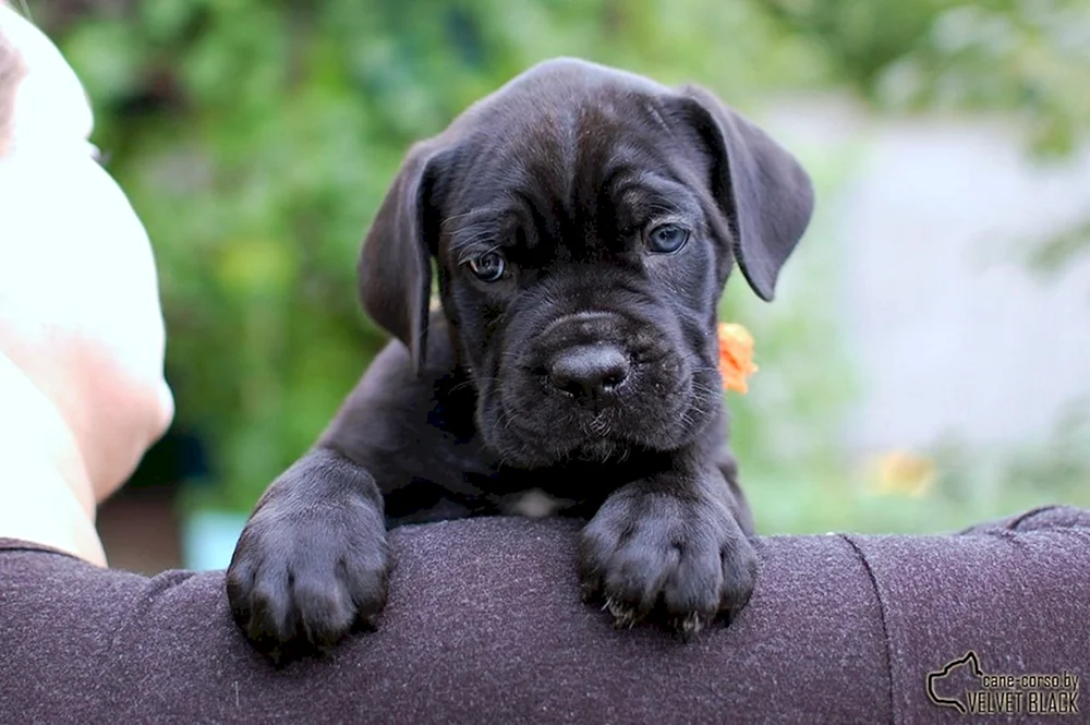 Cane Corso grau mit blauen Augen