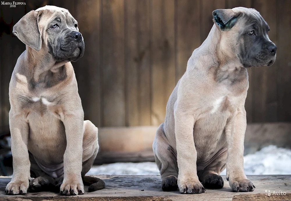 Cane Corso