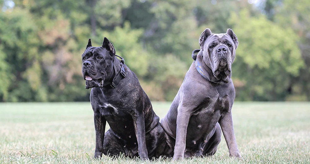 American Staffordshire Terrier schwarz