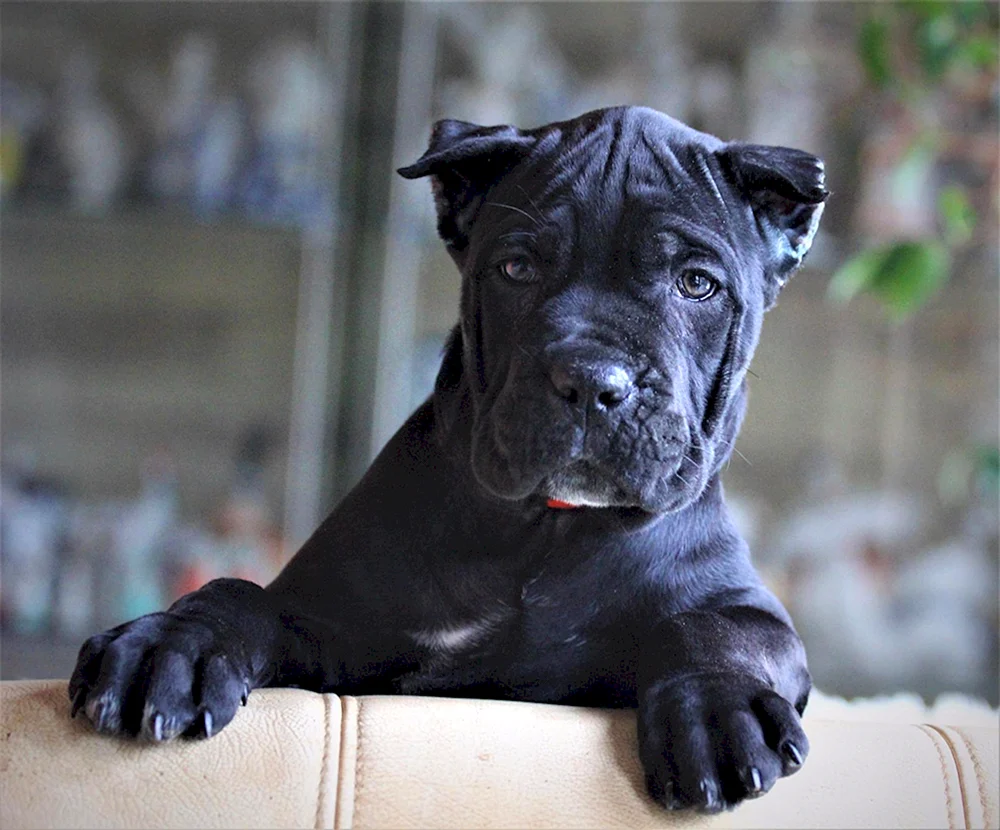 Cane Corso