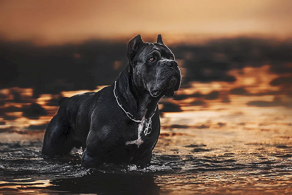 Cane Corso
