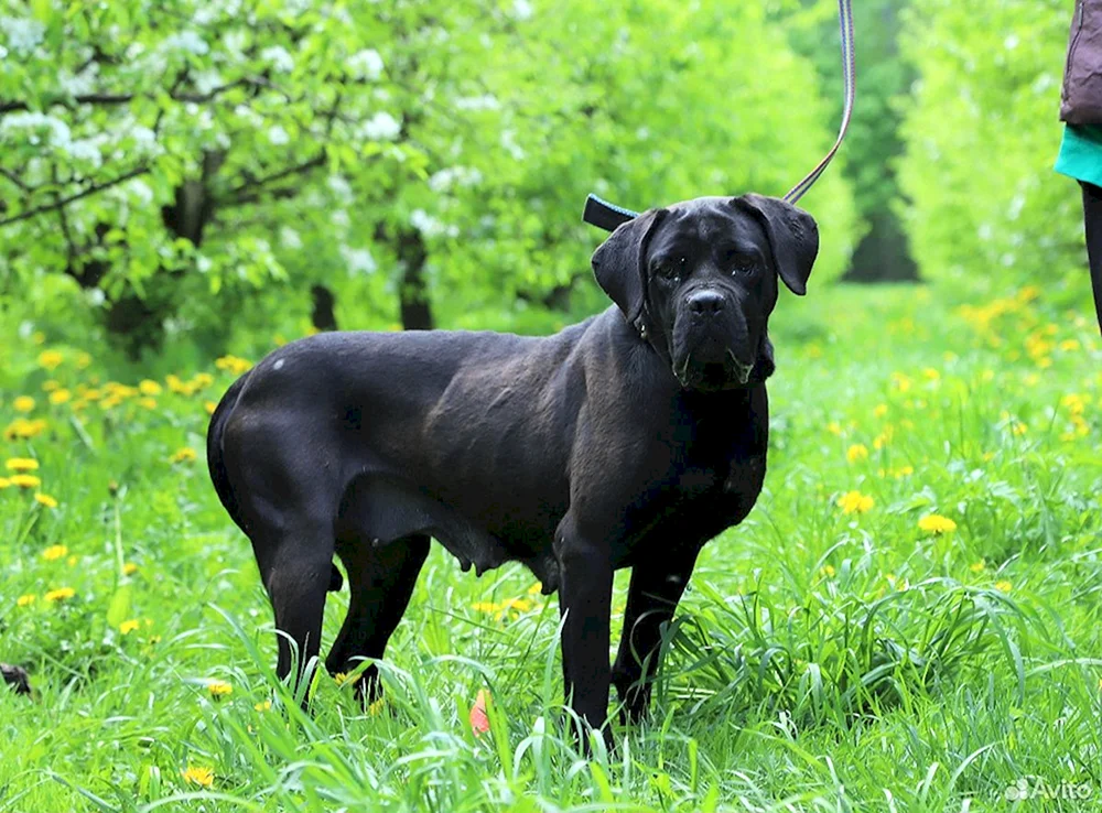 Cane Corso