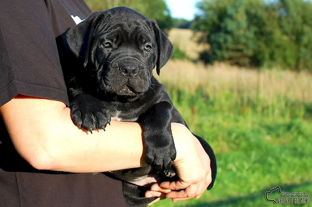 Cane Corso ungekauft grau