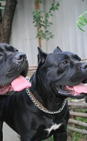 Cane Corso