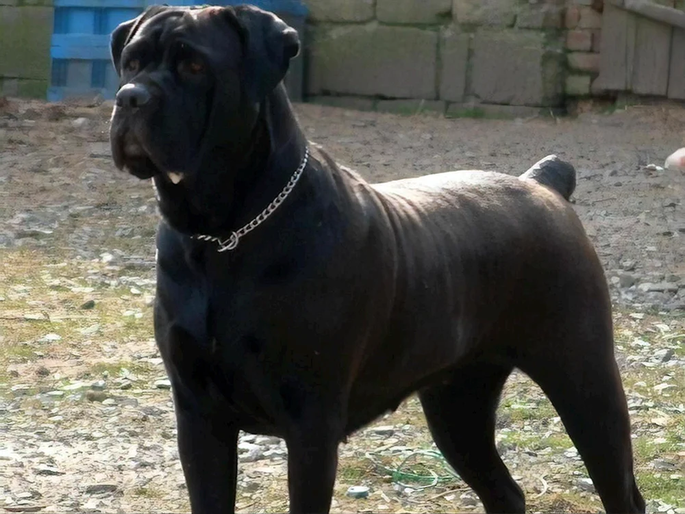 Kane Corso