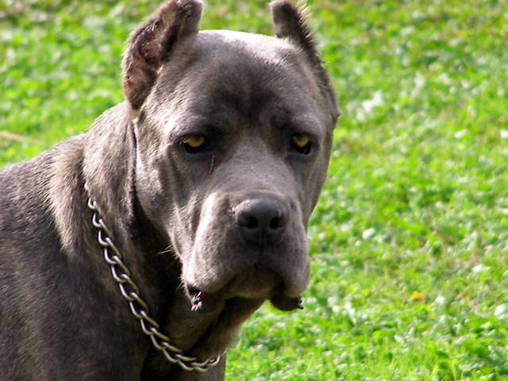 Kane Corso