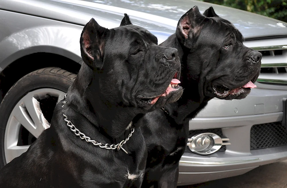 Kane Corso Hund mit Ohren