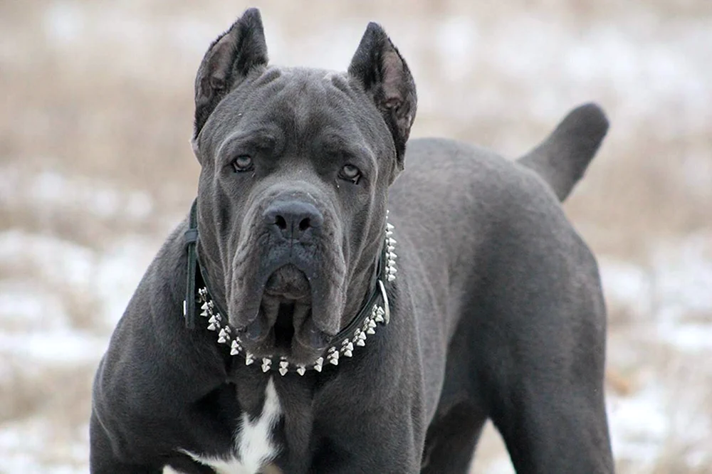 Cane Corso