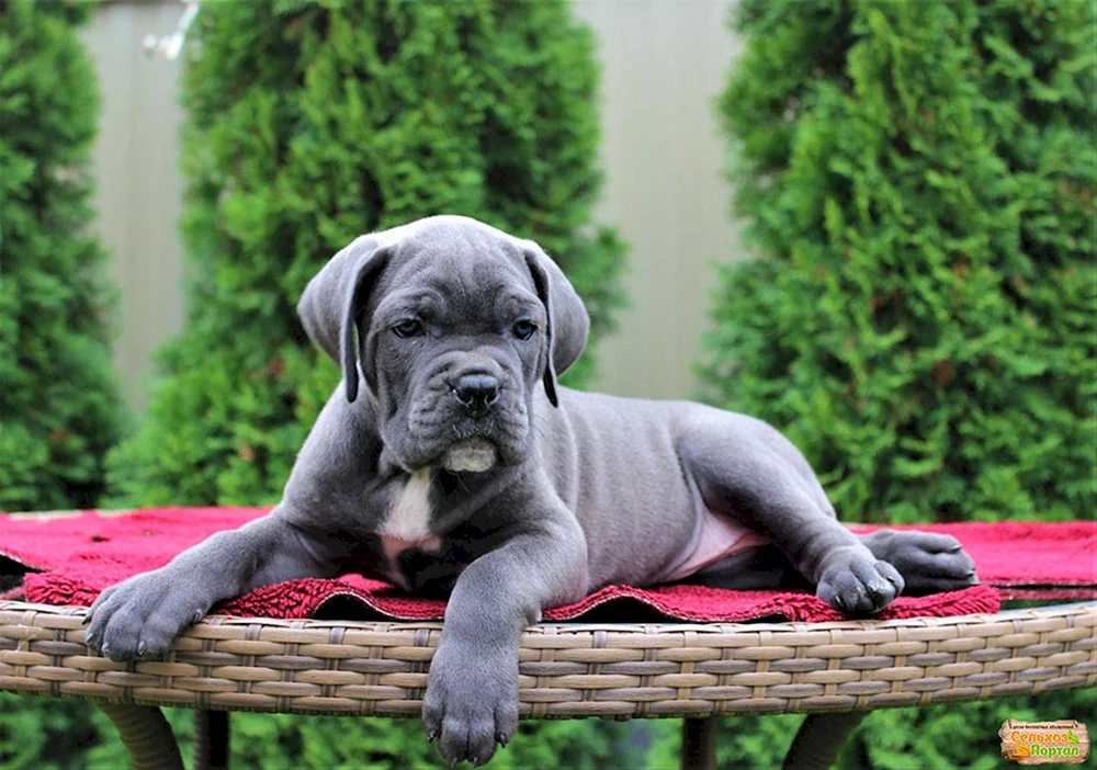 Cane Corso