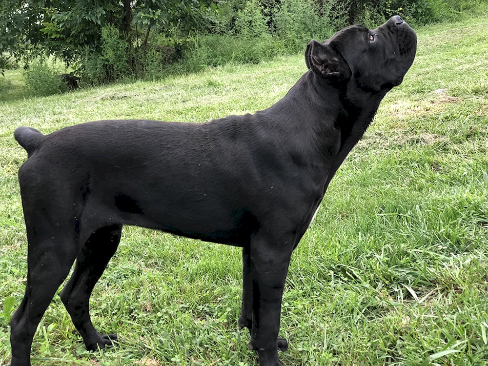 Cane Corso