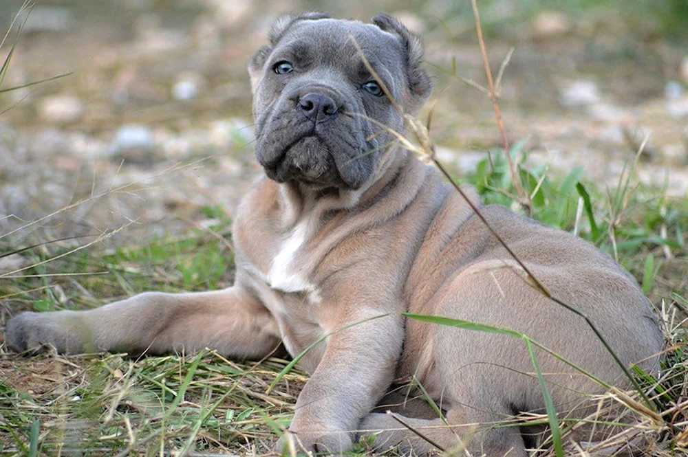 Cane Corso