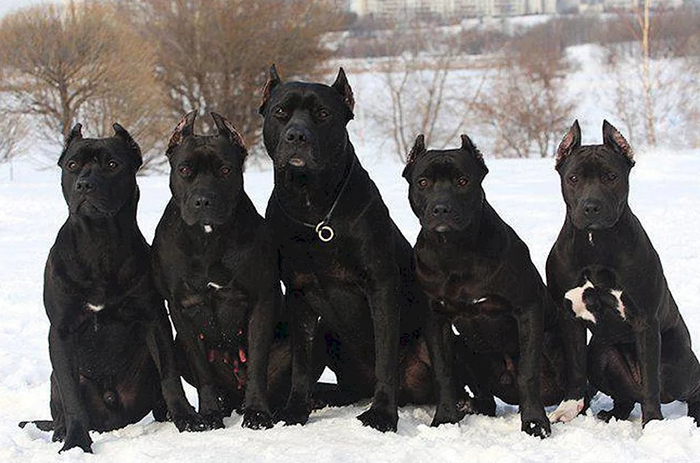 Amerikanischer Pitbull schwarz