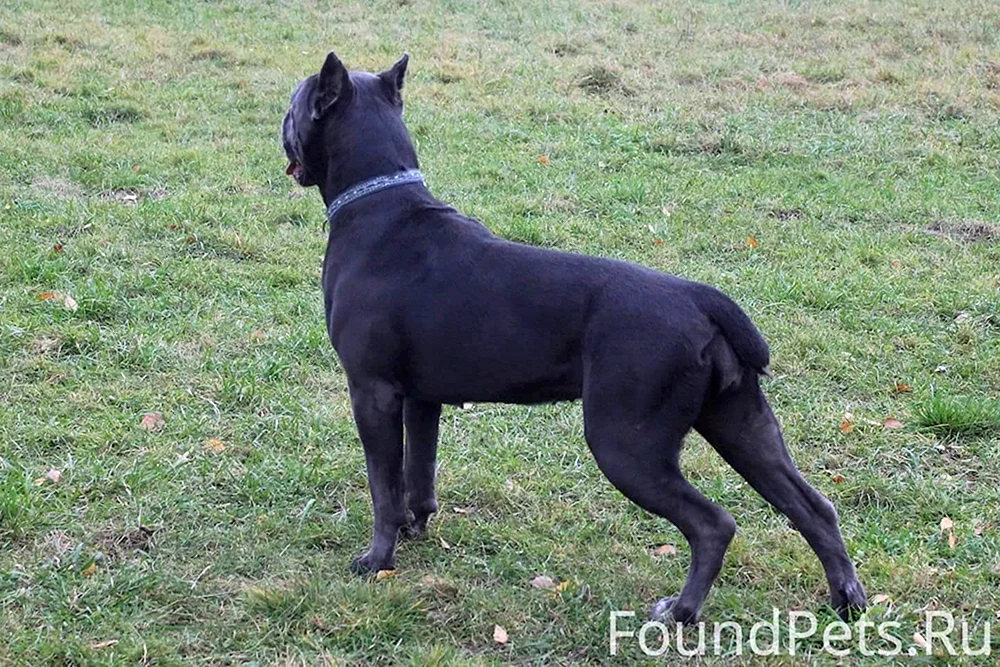Cane Corso