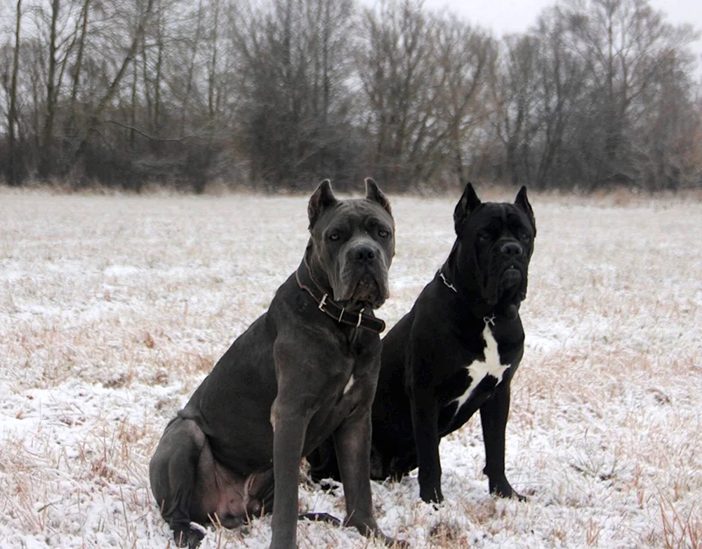 Canis Panther Rasse