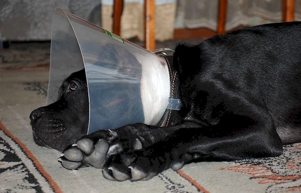 Cane Corso unkupiert