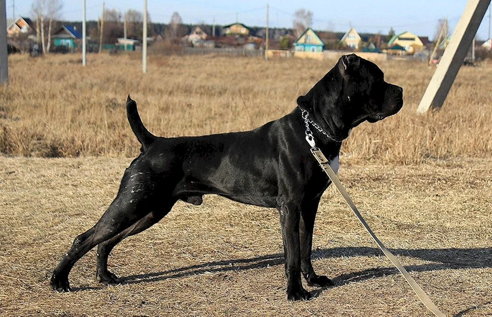 Cane Corso unkupiert