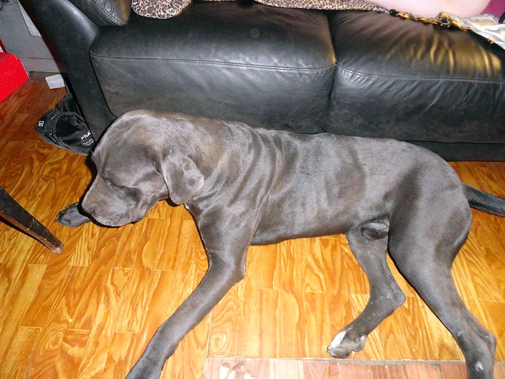 Kane Corso schwarz gefärbt