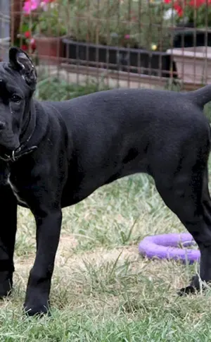 Cane Corso uncut