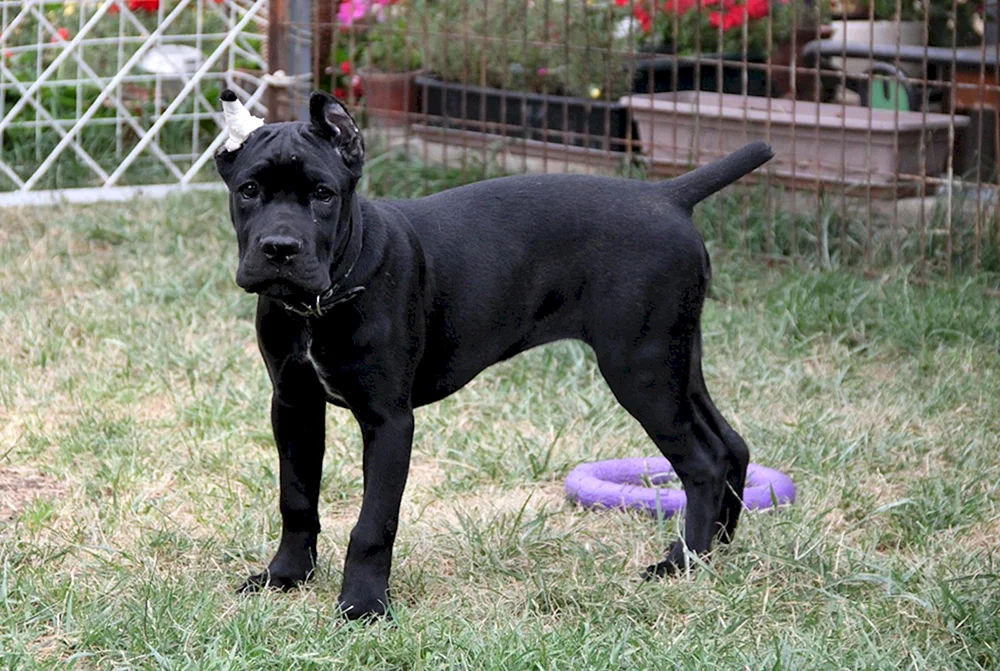 Cane Corso unkupiert