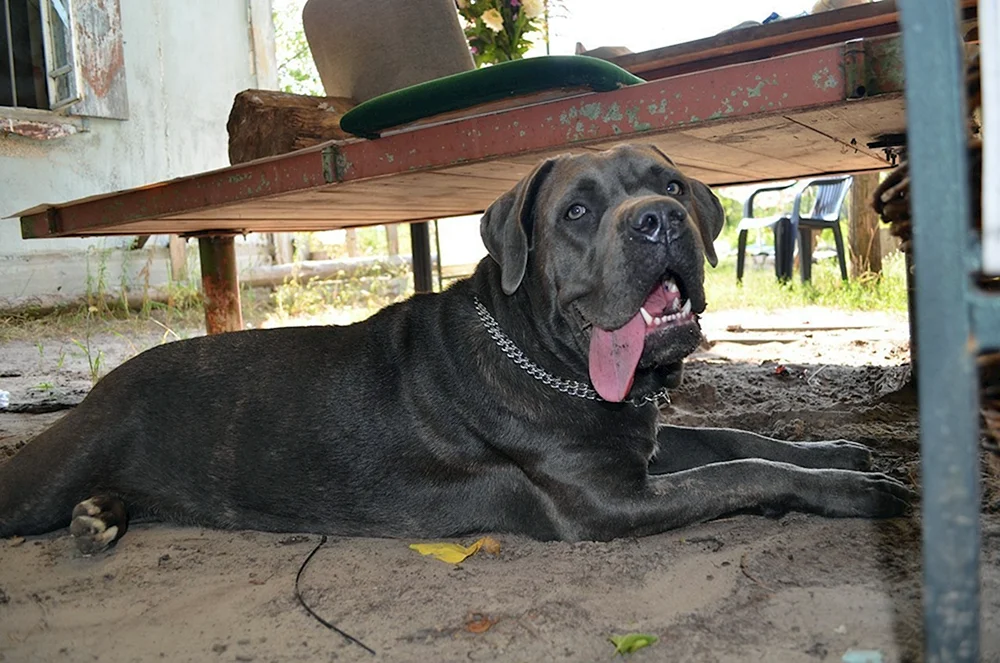 Cane Corso sharpshooter