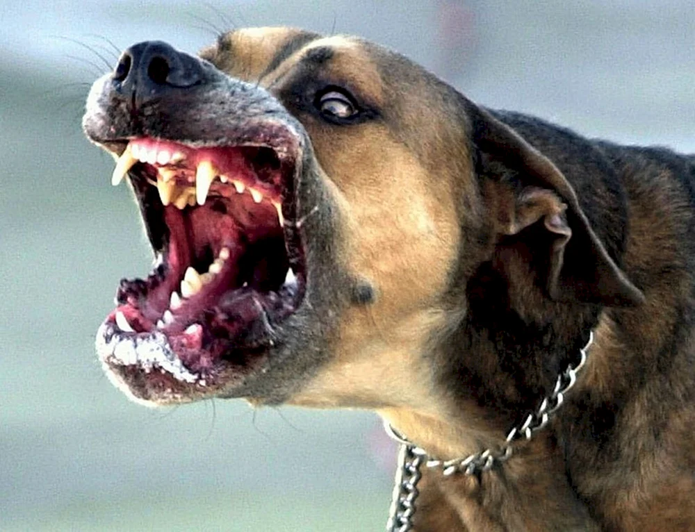 Deutscher Schäferhund bellt