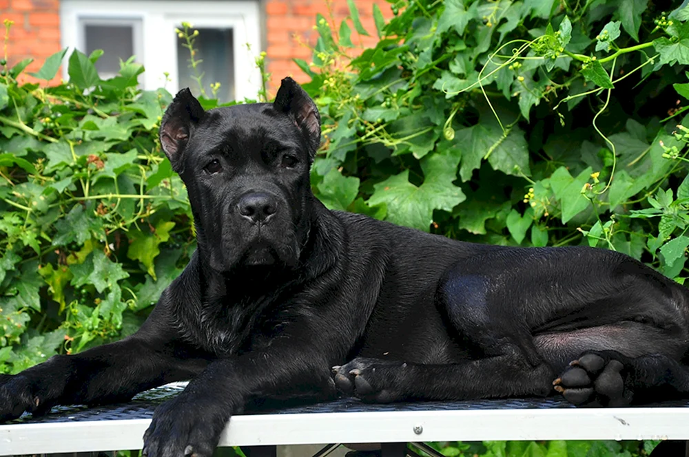 Cane Corso Hund mit Ohren