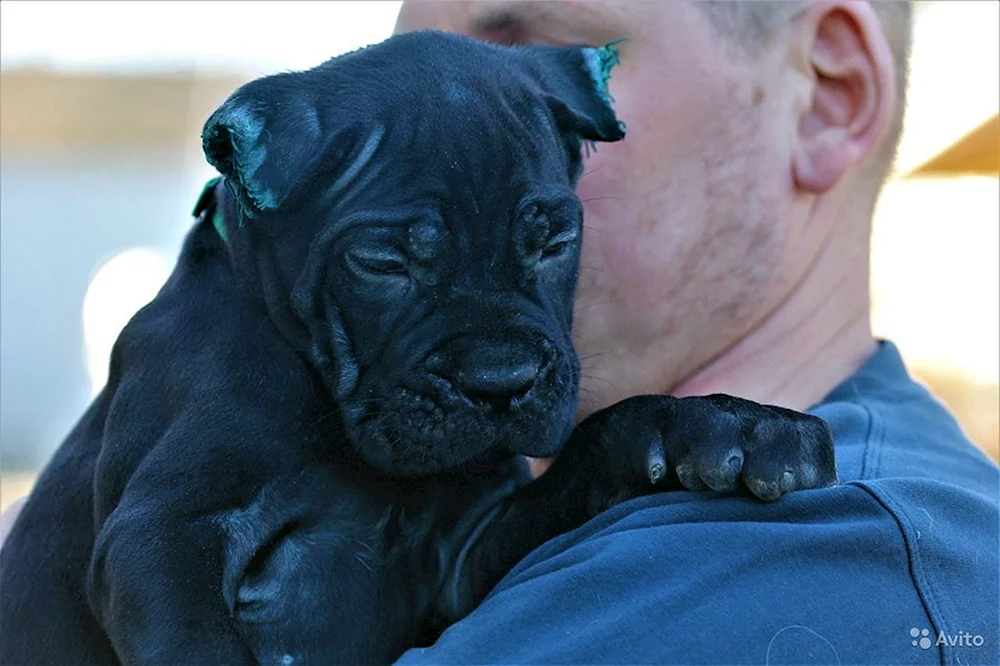 Cane Corso