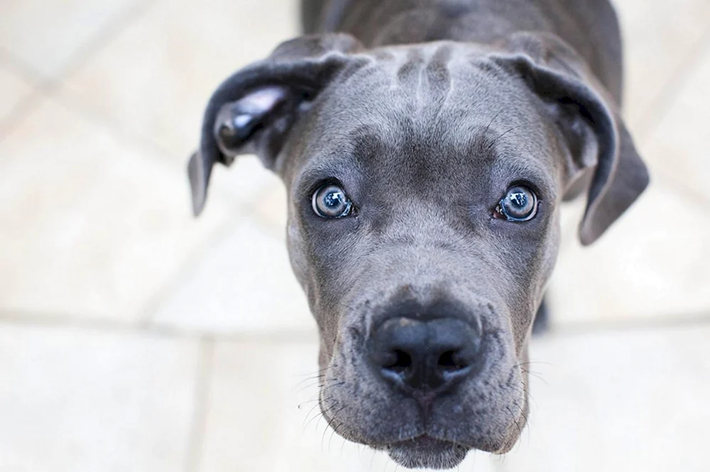 Cane Corso