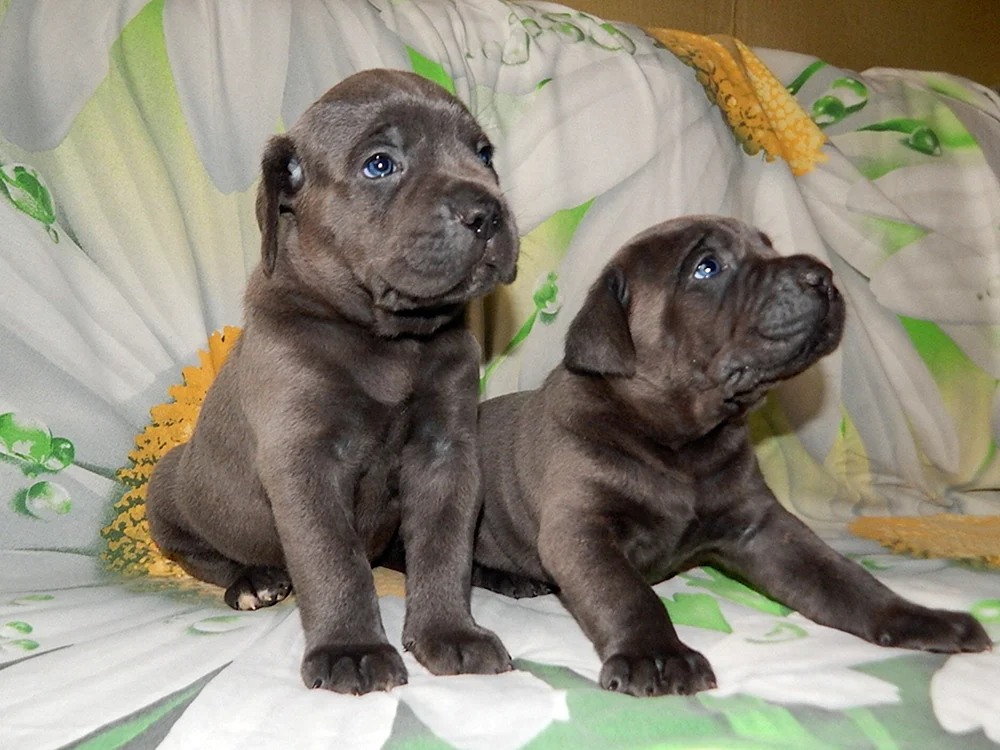 Cane Corso