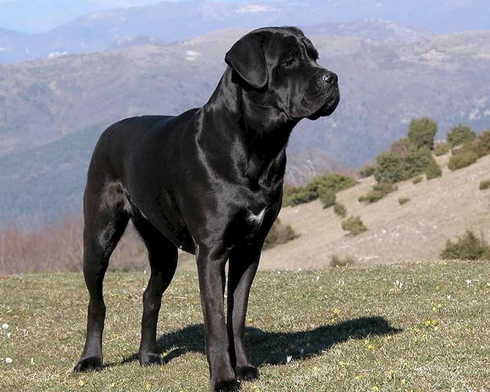 Cane Corso sabbernd