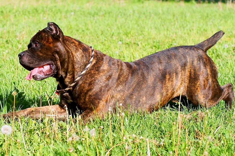 Ungewöhnliche Hunde
