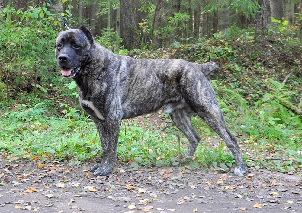 Staffordshire Terrier Kane Corso métis