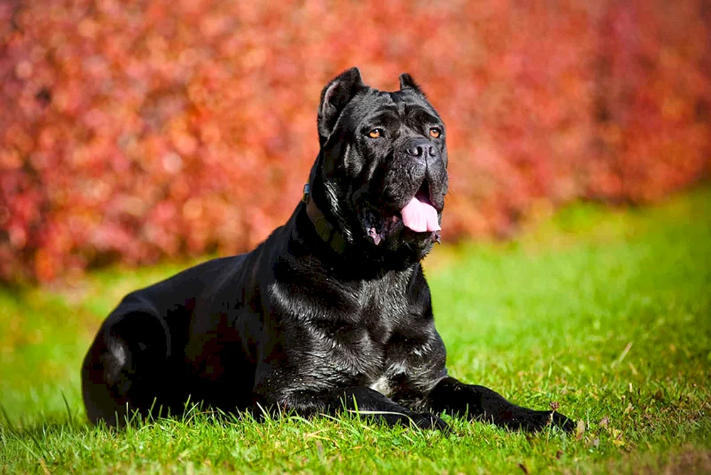 Cane Corso formentino