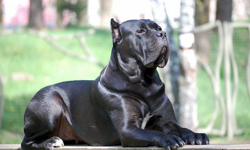 Cane Corso