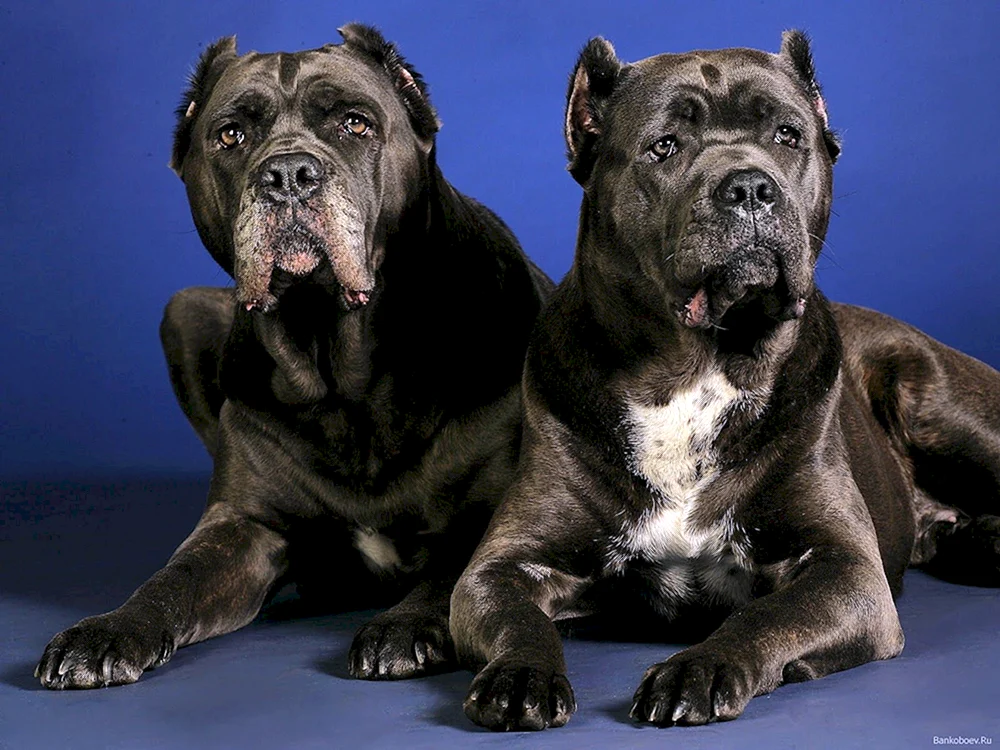Cane Corso unkupiert. Corso Hunderassen