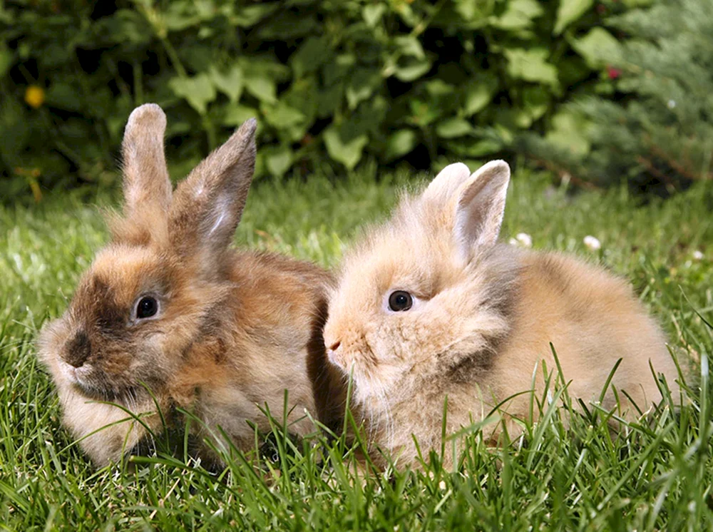 Kaninchen