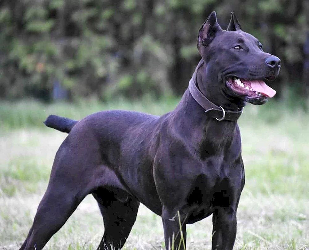 Staffordshire Terrier Kane Corso métis