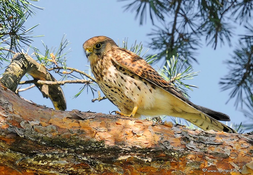 Gewöhnlicher Turmfalke