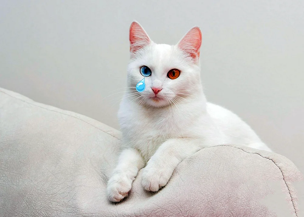 Anatolische Kurzhaarkatze weiß