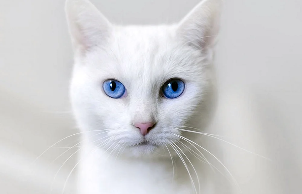 Türkisch Angora Kurzhaarkatze