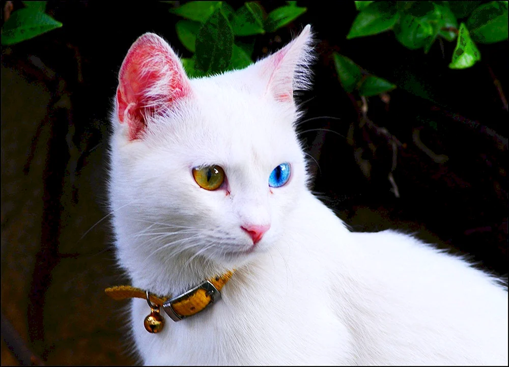 Bartkatze